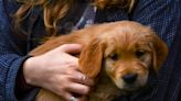 Qu'est-ce que le "Puppy Blues" qui survient chez les propriétaires de chiots ?