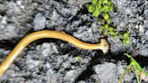 Should you kill hammerhead flatworms?