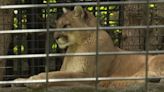 Watertown funding gives 'level of stability' to Zoo New York, says director