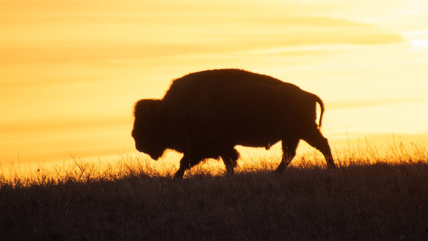 Rare white bison calf missing month after birth