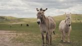 New clues revealed in ‘senseless’ killing of 19 wild burros, California officials say