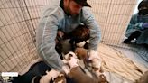 Twitch Star Hasan Gives $25k So Shelter Dogs Find Forever Families
