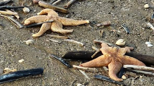 Hundreds of starfish stranded on beaches in Prestatyn and Rhyl