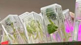 USAFA cadets’ research on plant growth heading to space