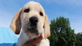 Could you give a home to a guide dog puppy?