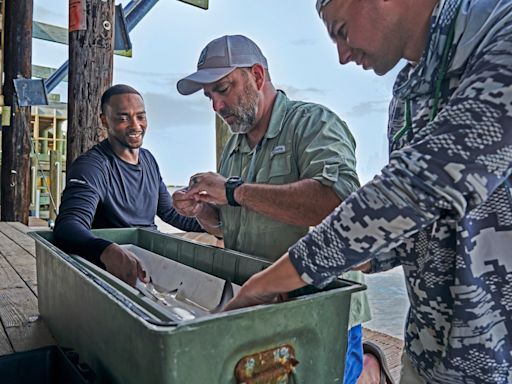 No shield required: ‘Captain America’ star Anthony Mackie’s own super power is swimming with sharks