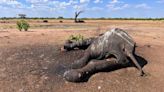 Drought blamed for more than 100 elephant deaths in Zimbabwe's largest national park