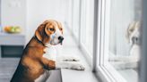 7 Signs Your Dog Is Suffering From Separation Anxiety—And How to Overcome It