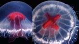 Scientists describe new jellyfish species with red 'cross', 240 tentacles