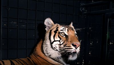 Is a tiger loose in Cincinnati? They've been captured in other cities