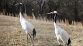 On the prowl? Love birds? Meet the Louisville Zoo's cutest couples and most eligible singles