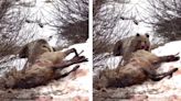 Watch: Grizzly Bear Eats a Cow Elk That's Still Alive