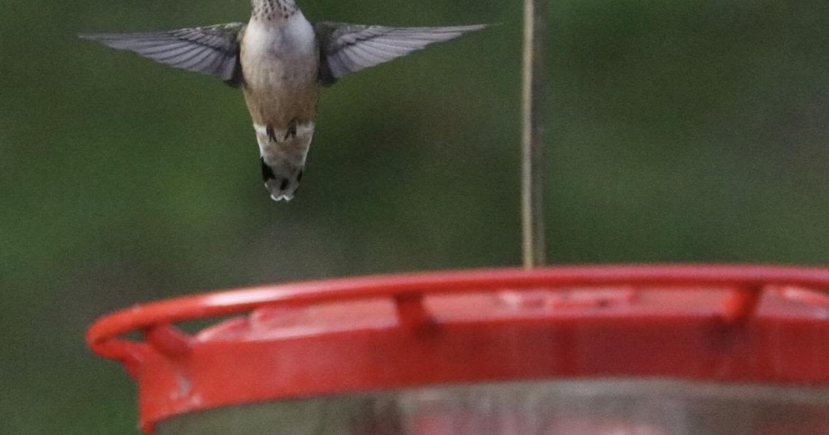 Soon, ruby-throated hummingbirds — one at a time — will head south for the winter