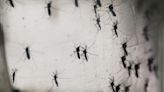 Identifican el primer mosquito con virus del Nilo Occidental en Fort Bend: anuncian jornada de fumigación
