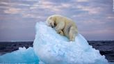 Wildlife Photographer Of The Year: Sleepy polar bear image captured by amateur UK photographer wins top wildlife prize