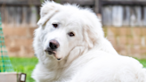 Precious Great Pyrenees Keeps Getting Overlooked at Colorado Shelter and It's Devastating