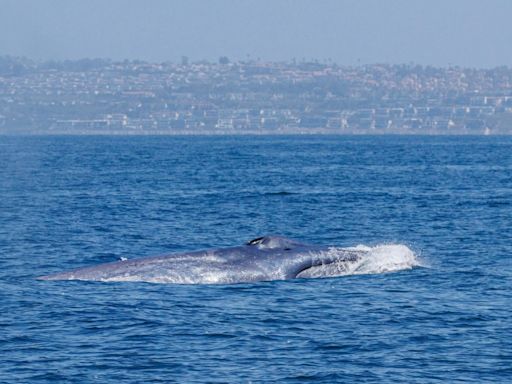 Season’s first blue whale does ‘greyhounding lunges’ off Laguna Beach