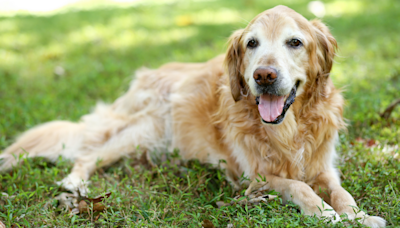 Golden Retriever's Heartwarming Goodbye Before Crossing Rainbow Bridge Is So Bittersweet