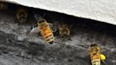 Honey bee colonies at heightened risk of collapse in the Pacific Northwest: Study