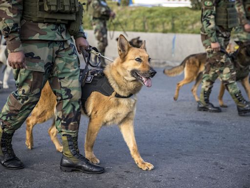 'No al maltrato animal', el clamor de una marcha de perros y humanos en Bolivia