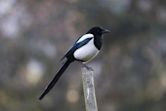 Magpie