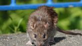 6 easy ways you can prevent rats and mice getting into your home