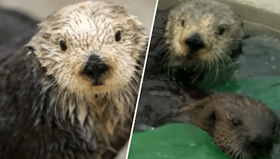 Monterey Bay Aquarium's matriarchal sea otter Rosa dies