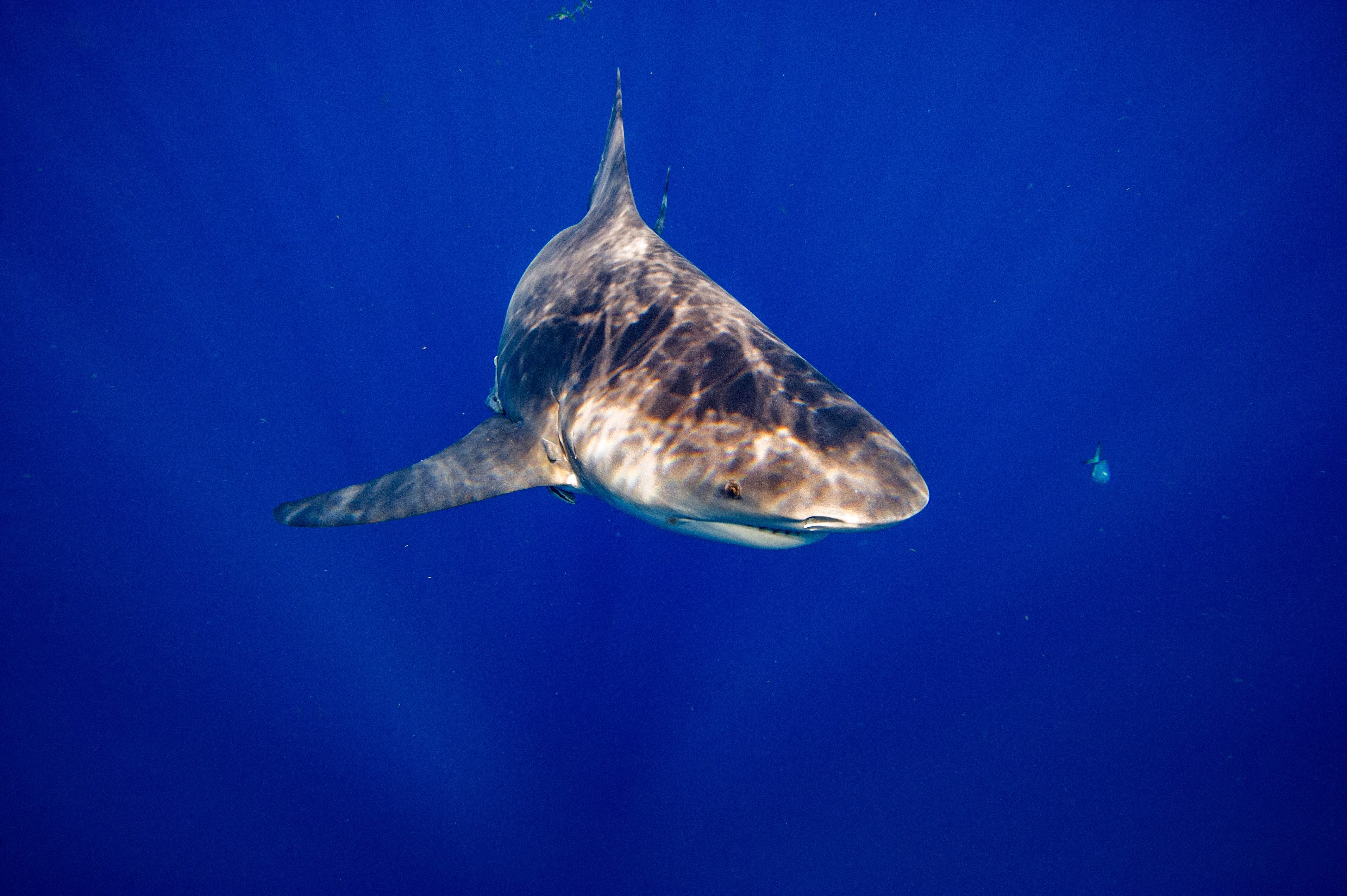 Shark attack summer: Here’s how many Florida swimmers were bitten in recent weeks