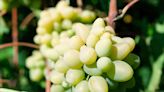 What Are Cotton Candy Grapes—And Where Can You Buy Them?