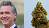California Gov. Newsom Reports Seized $61M Cannabis Products