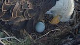 Big Bear bald eagle couple welcome new egg