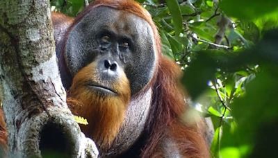 Studie: Orang-Utan heilt Wunde aktiv mit einer Pflanze