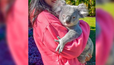 Si son tan ‘pachoncitos’: La razón por la que un santuario en Australia prohíbe abrazar koalas