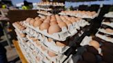 Exclusive: Commission reintroduces tariffs on Ukraine’s oat and eggs, eyeing sugar next