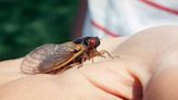 Column: Invasion of the cicadas will create a nuisance, and dining options