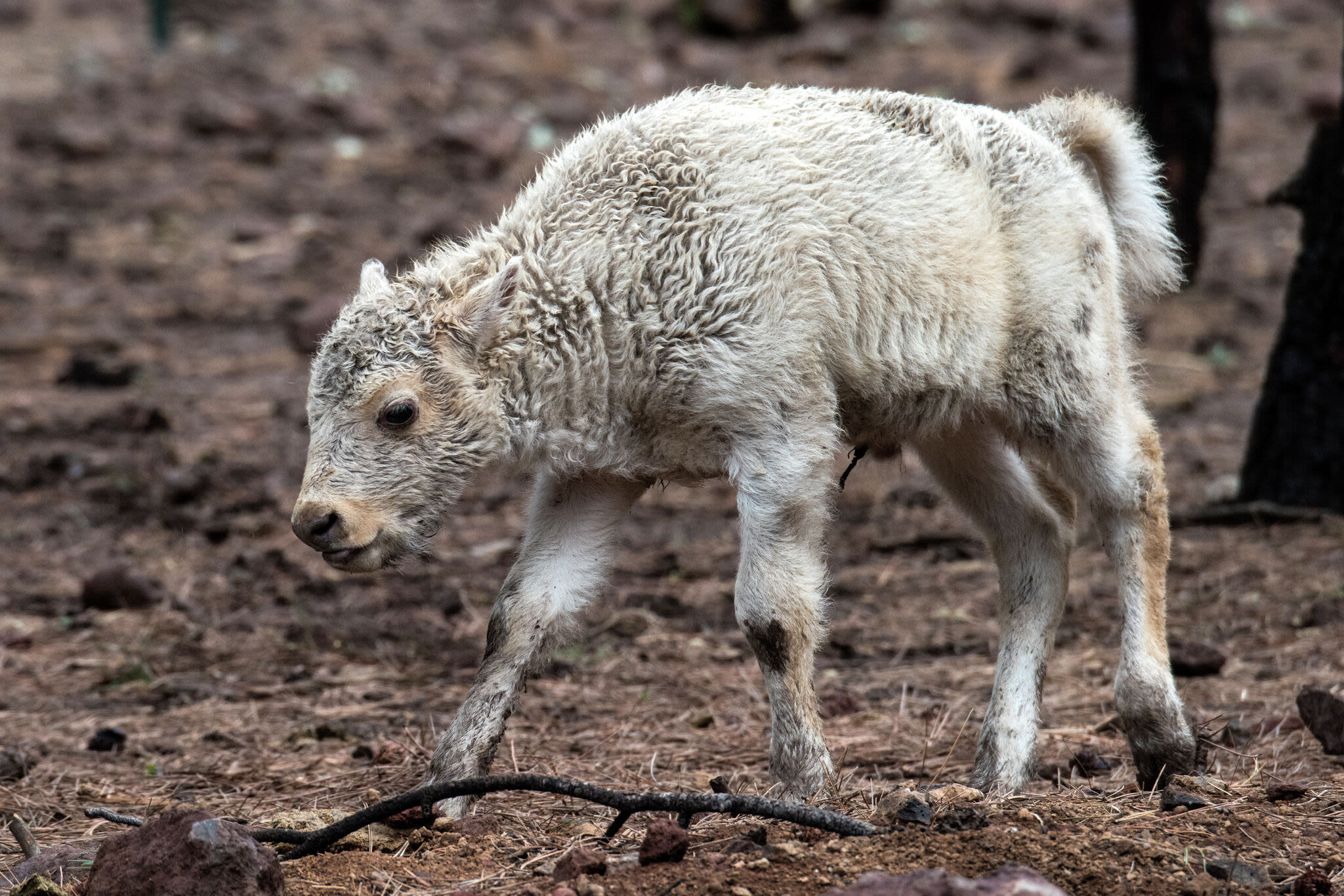 Yellowstone debunks rumors, white buffalo calf named Wakan Gli