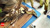 Juvenile Vulture Dies of Dehydration in Alwarpet, Chennai | Chennai News - Times of India