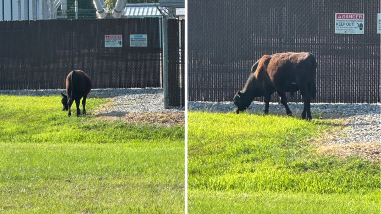 Steer clear! Bull found wandering around Milton