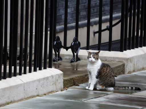 Larry the Cat: what's next for the famous feline at Downing Street?