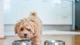 10 Dog-Gone Easy Ways to Save Money on Dog Food