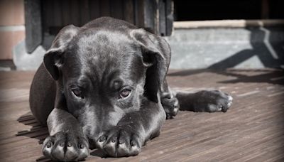 TÉMOIGNAGE. “Je veux que ma soeur change le nom de son chien, j’ai promis de donner le même prénom à ma fille”