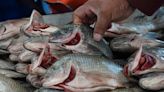 Cómo limpiar una mojarra correctamente para freír en Semana Santa