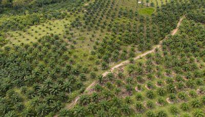 A study finds Indonesia's deforested land is often left idle. But some see potential in that