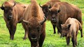 El bisonte se adapta a las tierras andaluzas