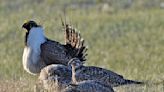 Bi-state sage grouse considered for threatened status, again