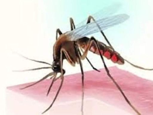 Karnataka records two dengue deaths in a day | Bengaluru News - Times of India