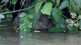 Baby beavers born in city river delight residents