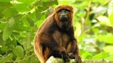 Mexico’s howler monkeys dropping dead as heat toll mounts - BusinessWorld Online