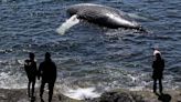 What's next for dead whale?