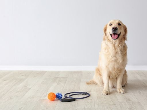 Golden Retriever Spills Hilarious Secrets About Office Dog Shenanigans and We're Here for It